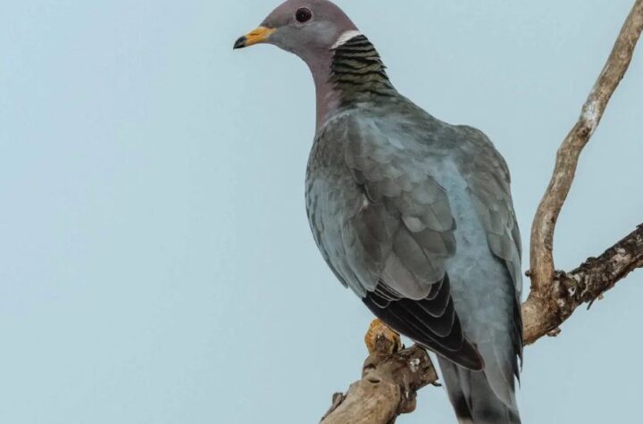 Where to Watch the 5 Pigeon Feeder Law in Action Across California