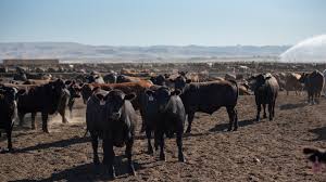 Texas Beef Herd Sees Modest Growth Amid Record-High Prices