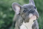 Family Demands Answers After French Bulldog Disappears from Vet’s Care for a Week