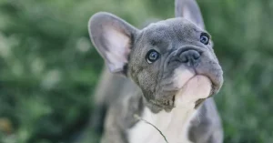 Family Demands Answers After French Bulldog Disappears from Vet’s Care for a Week