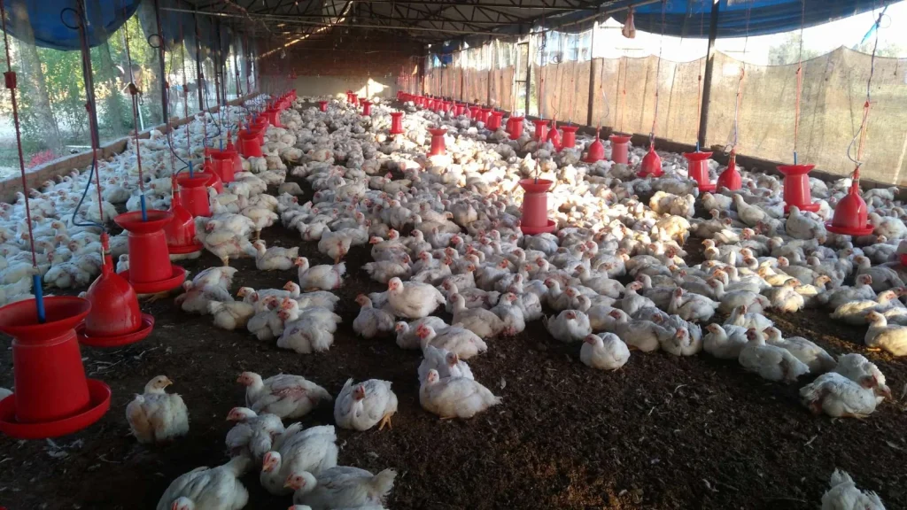 Poultry Farms Struggling Amid Rising Bird Flu Cases