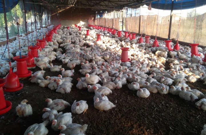 Poultry Farms Struggling Amid Rising Bird Flu Cases