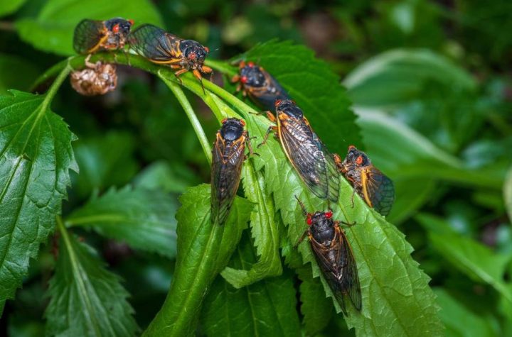 Second-Largest Cicada Brood in History Set to Emerge in Pennsylvania This Spring