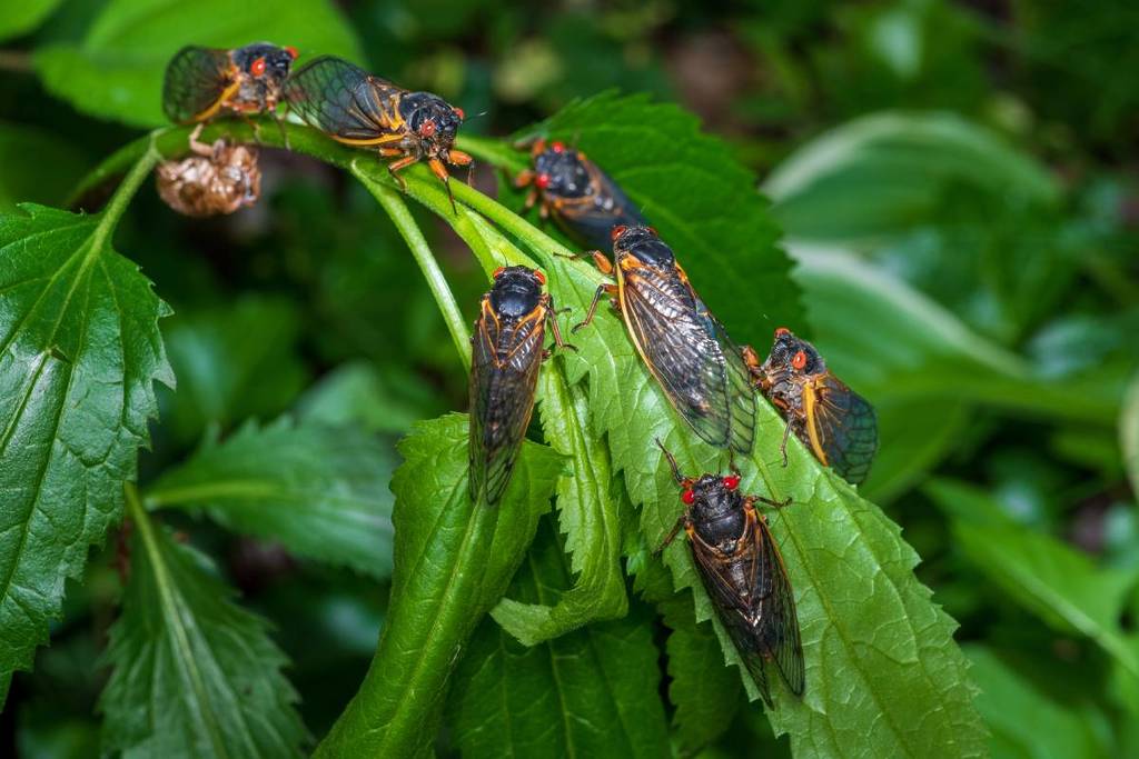 Second-Largest Cicada Brood in History Set to Emerge in Pennsylvania This Spring