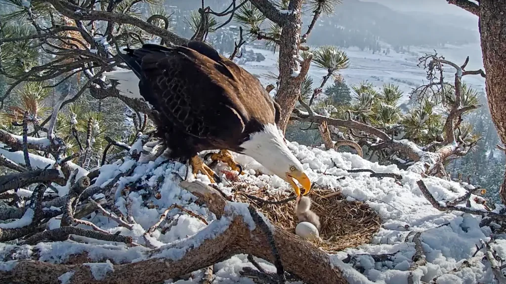 Bald Eagle Mom Shields Her Eggs from the Snowstorm