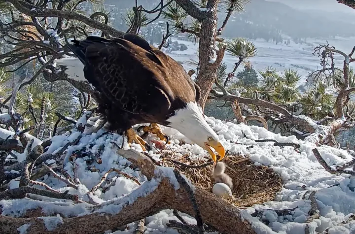 Bald Eagle Mom Shields Her Eggs from the Snowstorm