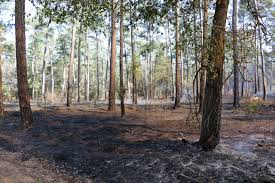 Texas A&M Forest Service Awards $951,000 to Landowners for Prescribed Fires