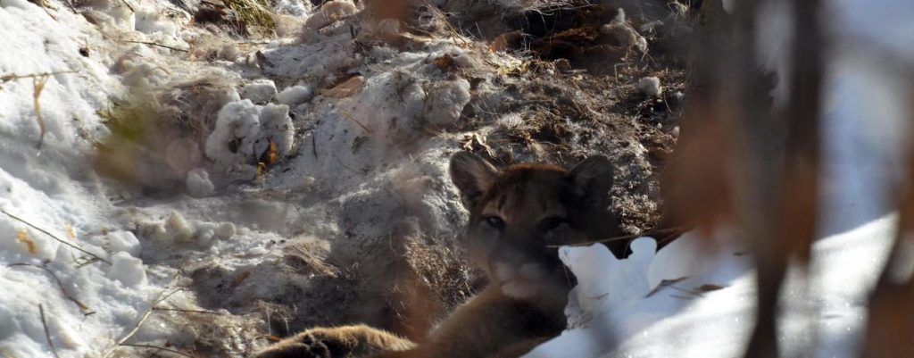 Idaho Authorities Respond to Mountain Lion Attack on Pet Goats with Euthanasia