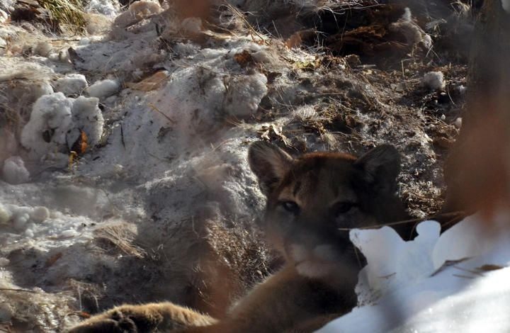 Idaho Authorities Respond to Mountain Lion Attack on Pet Goats with Euthanasia