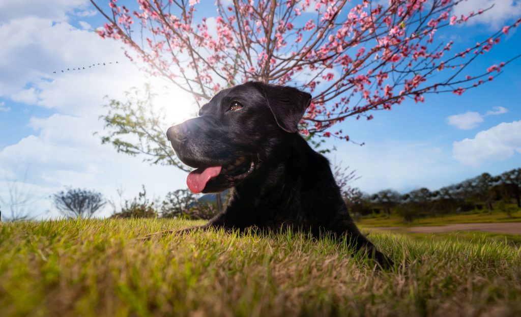 How Texas Pet Owners Are Coming Up with the Most Hilarious Pet Names You’ve Ever Heard