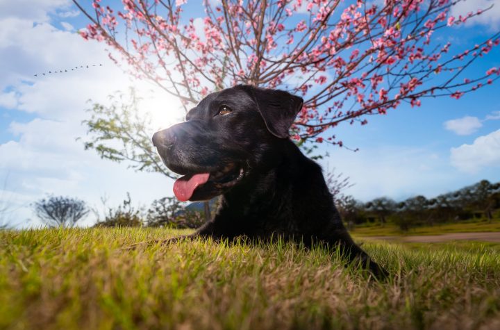 How Texas Pet Owners Are Coming Up with the Most Hilarious Pet Names You’ve Ever Heard