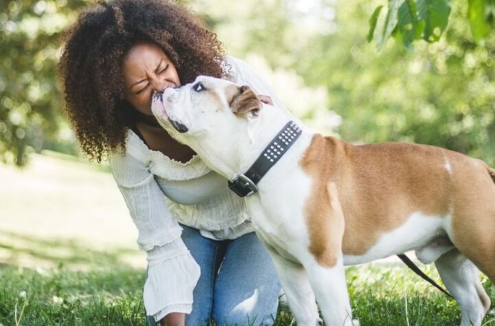 17 Low-maintenance Dog Breeds That Are Perfect for First-time Pet Owners Looking for an Easy Companion