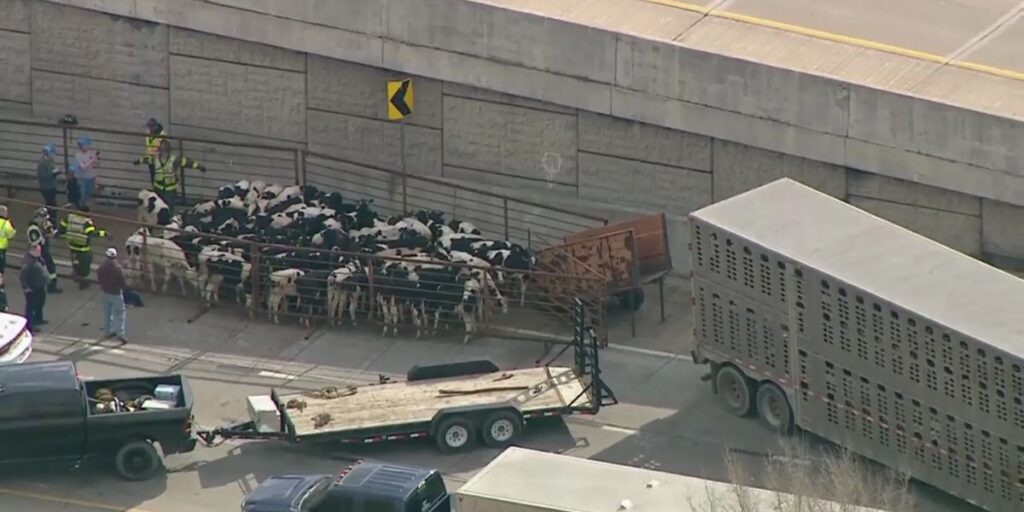 2 Cows Dead, 3 Others Hurt After Livestock Truck Overturns on I-65 During Rush Hour