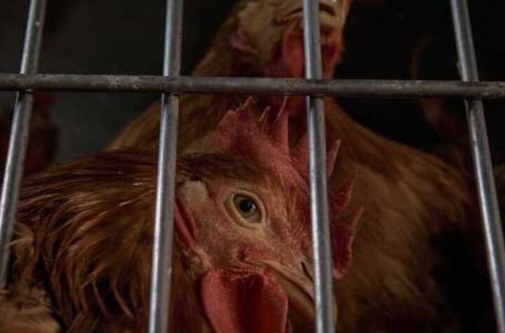 Bird Flu Alert Dozens of Birds Infected at New York City Poultry Market