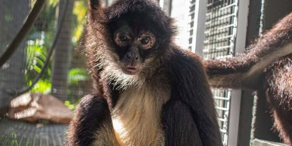 Brevard Zoo’s Baby Spider Monkey Undergoes Amputation After Freak Enclosure Accident
