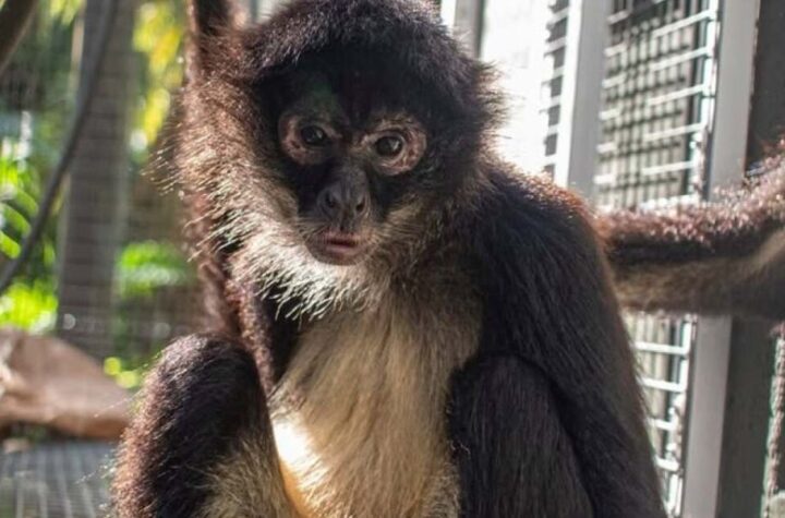 Brevard Zoo’s Baby Spider Monkey Undergoes Amputation After Freak Enclosure Accident
