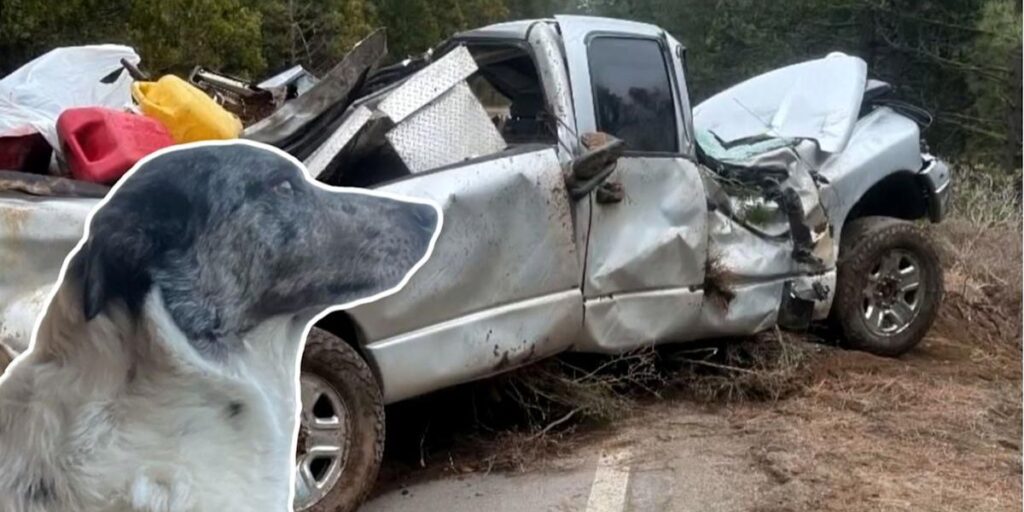 California Man Survives 24 Hours Dangling in Wrecked Truck With Loyal Dog by His Side