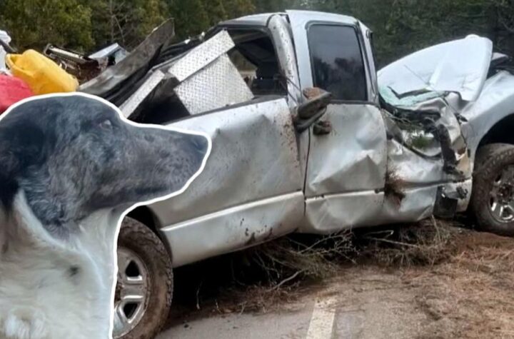 California Man Survives 24 Hours Dangling in Wrecked Truck With Loyal Dog by His Side