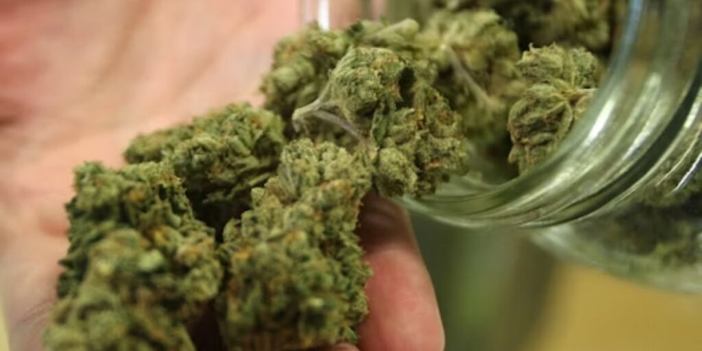Can You Legally Use Cannabis in Vermont Everything You Should Know About Possession, Sales, and Consumption