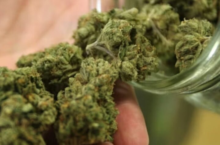 Can You Legally Use Cannabis in Vermont Everything You Should Know About Possession, Sales, and Consumption