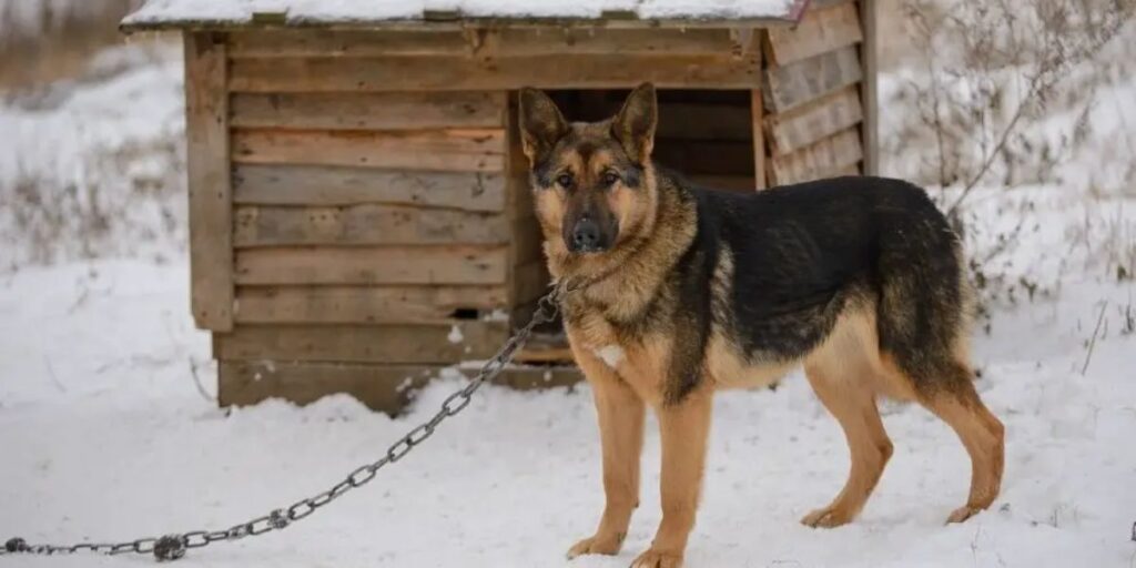 Dog Tethering Laws in Florida Which Counties Prohibit Chaining Dogs Outdoors and What Penalties Apply
