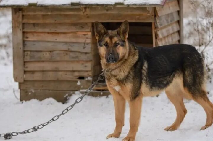 Dog Tethering Laws in Florida Which Counties Prohibit Chaining Dogs Outdoors and What Penalties Apply