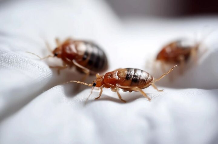 Infested! 5 Tennessee Cities Struggling With Bed Bug Outbreaks