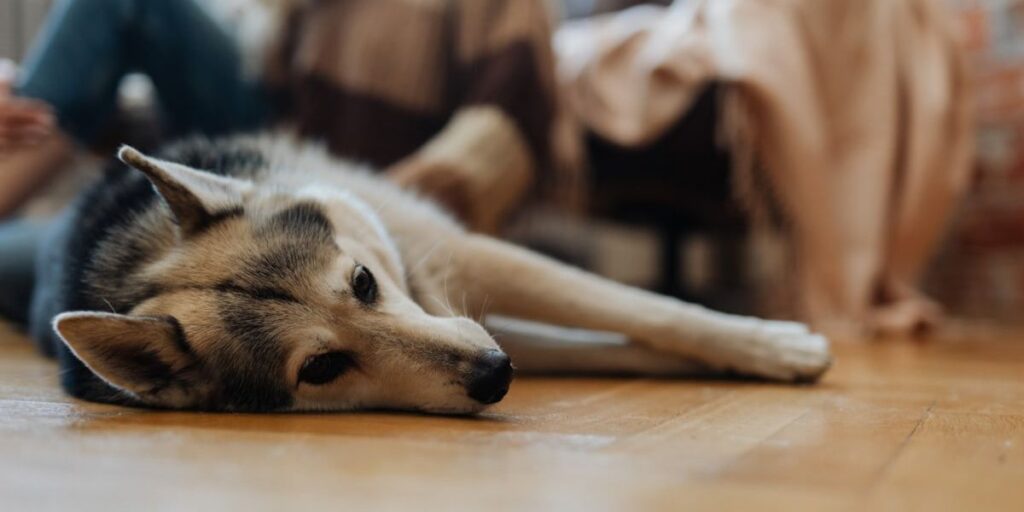 Nebraska’s New Pet Feeder Law Explained What Every Pet Owner Needs to Know