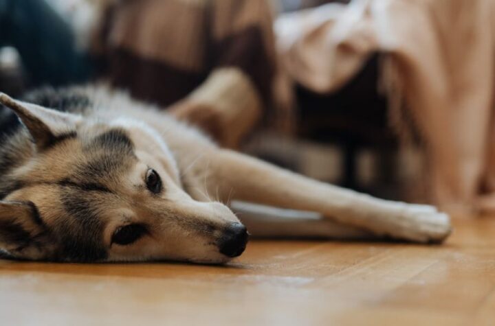 Nebraska’s New Pet Feeder Law Explained What Every Pet Owner Needs to Know