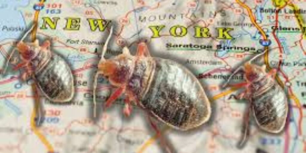 New York’s Bed Bug Cities Where You Should Check for Pests in Your Home