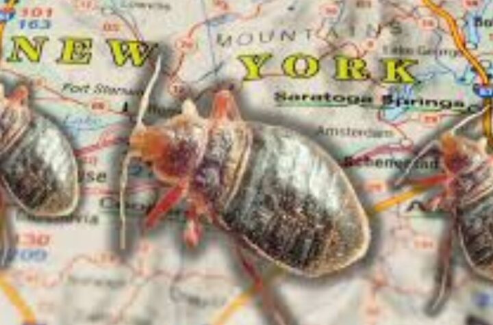 New York’s Bed Bug Cities Where You Should Check for Pests in Your Home