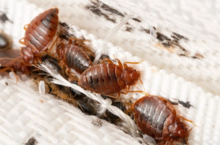 Oregon’s Top 5 Bed Bug Hotspots Cities Struggling With Infestations