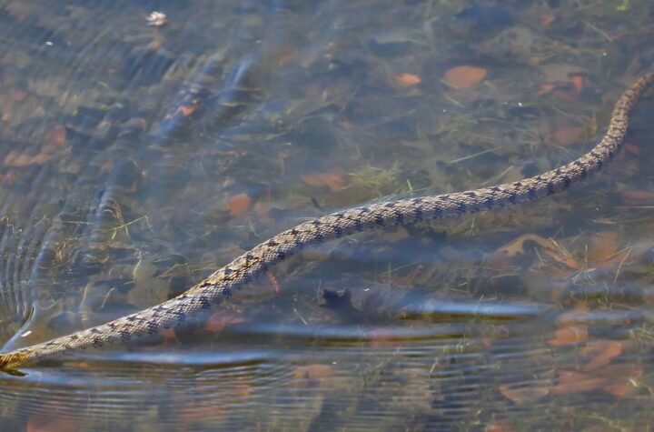 Snake-Infested Lakes in Texas The Dangerous Waters You Need to Know About