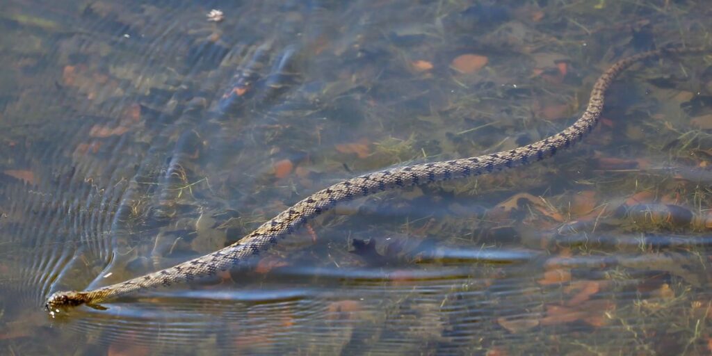 Snake-Infested Lakes in Texas The Dangerous Waters You Need to Know About