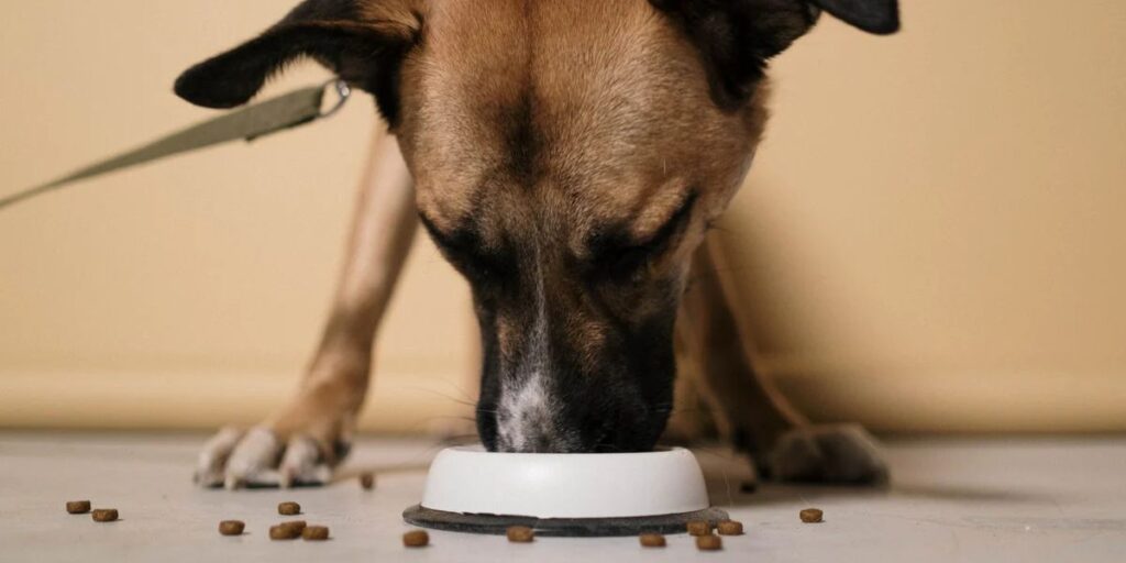 Texas Passes New Pet Feeder Law How It Impacts Pet Owners and Businesses