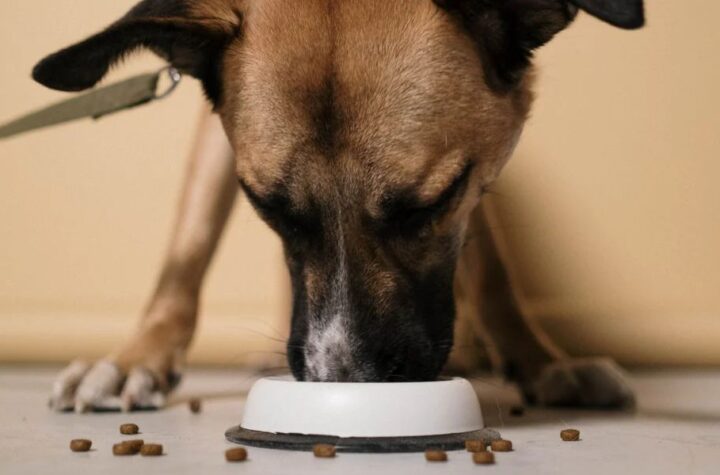 Texas Passes New Pet Feeder Law How It Impacts Pet Owners and Businesses