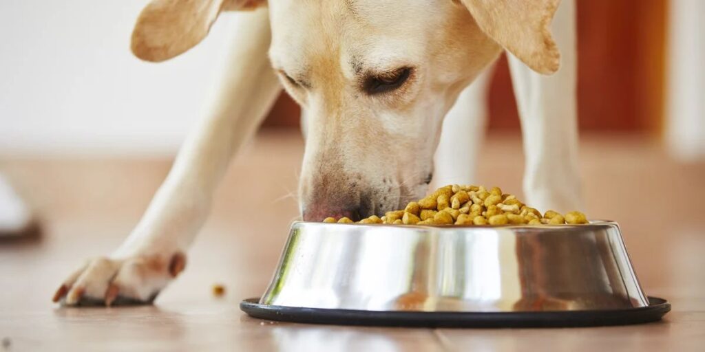 Understanding Connecticut’s New Pet Feeder Law A Must-Read for Pet Owners