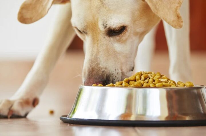 Understanding Connecticut’s New Pet Feeder Law A Must-Read for Pet Owners