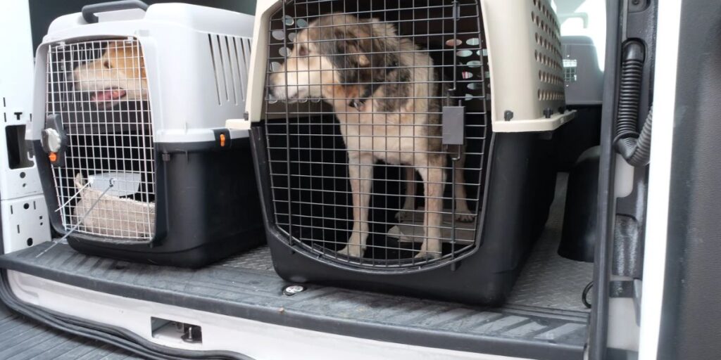 Understanding Florida's New Pet Feeder Law A Must-Read for Pet Owners