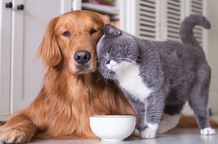 Understanding New Hampshire's New Pet Feeder Law A Must-Read for Pet Owners