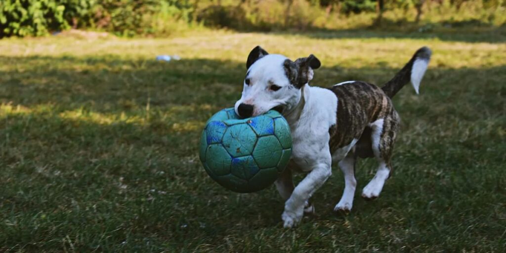 Understanding South Carolina’s New Pet Feeder Law A Must-Read for Pet Owners (2)