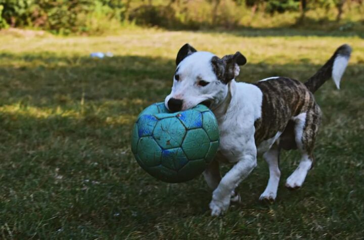 Understanding South Carolina’s New Pet Feeder Law A Must-Read for Pet Owners (2)