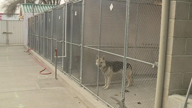 After Sacramento Animal Shelter Audit, Woman Shares Personal Story of Neglect and Mistreatment