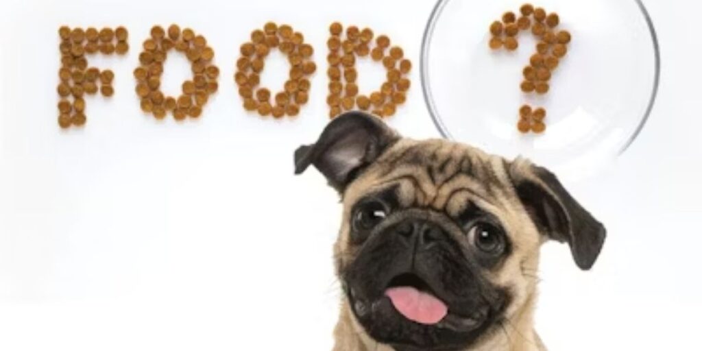 Cincinnati’s Pets Feeder Law Explained How It Affects Your Pet's Health and Daily Routine