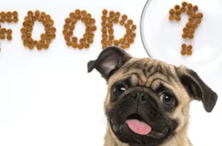 Cincinnati’s Pets Feeder Law Explained How It Affects Your Pet's Health and Daily Routine
