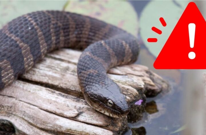 Danger Below the Most Snake-infested Lakes in Florida You Should Know About