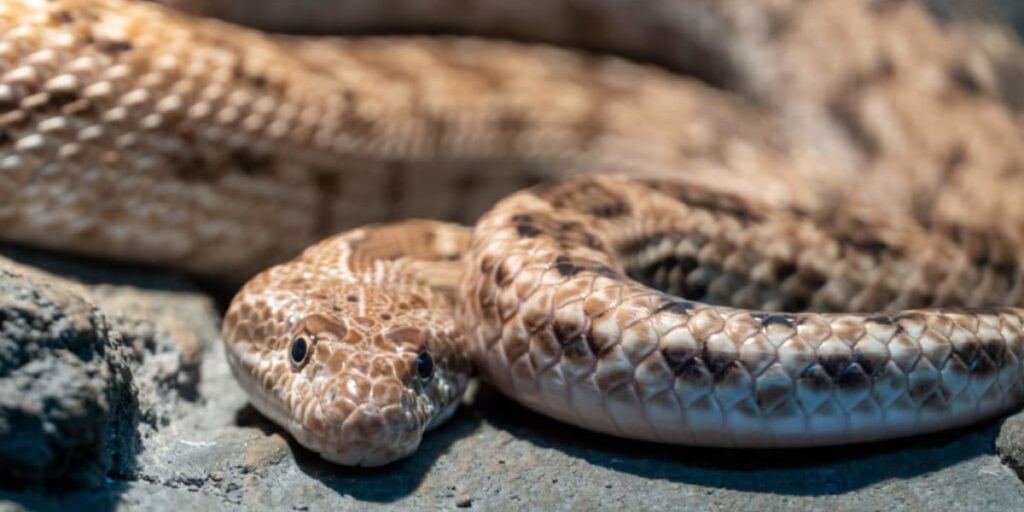Don’t Get Bit! 7 Snake-infested Places in Texas You Should Know About