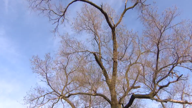 Falling Tree Limbs Raise Safety Concerns in Chicago Ahead of Storms