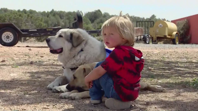 Hero Dog Buford Finds Missing Toddler in Arizona Desert