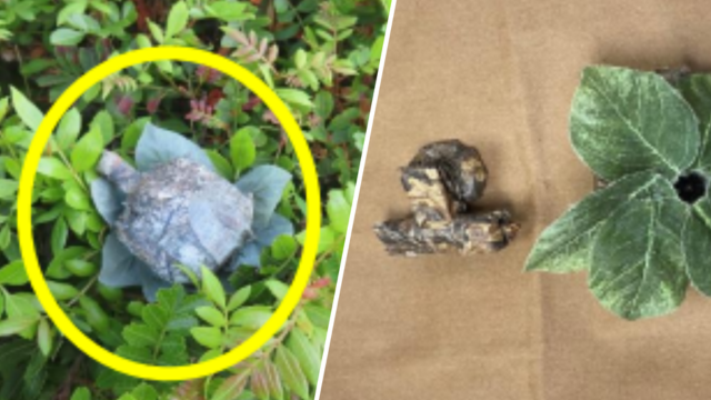 Man Finds Hidden Camera Outside His West Covina Home